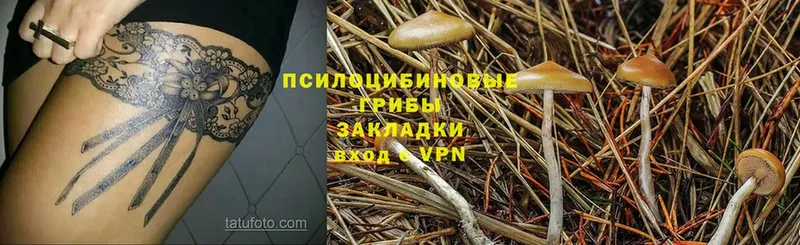 Галлюциногенные грибы Psilocybe Северодвинск